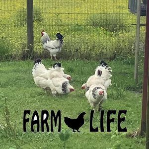 Meet your Posher, Morgan